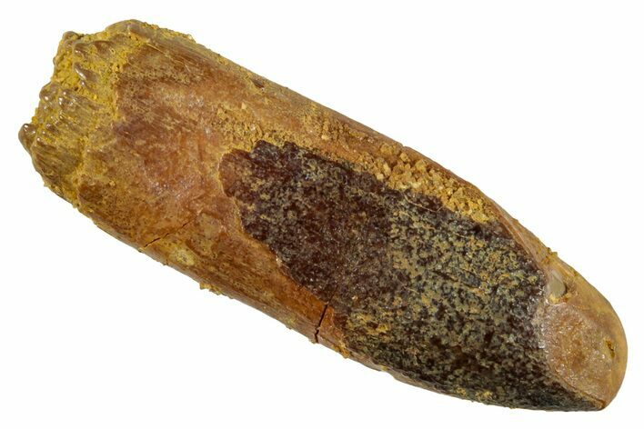 Fossil Sauropod Dinosaur (Titanosaur) Tooth - Morocco #267272